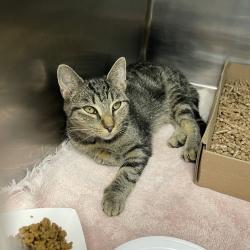 Shelter Stray Unknown Cat last seen , 1244 N Delsea Dr, Vineland, NJ 08360, USA
