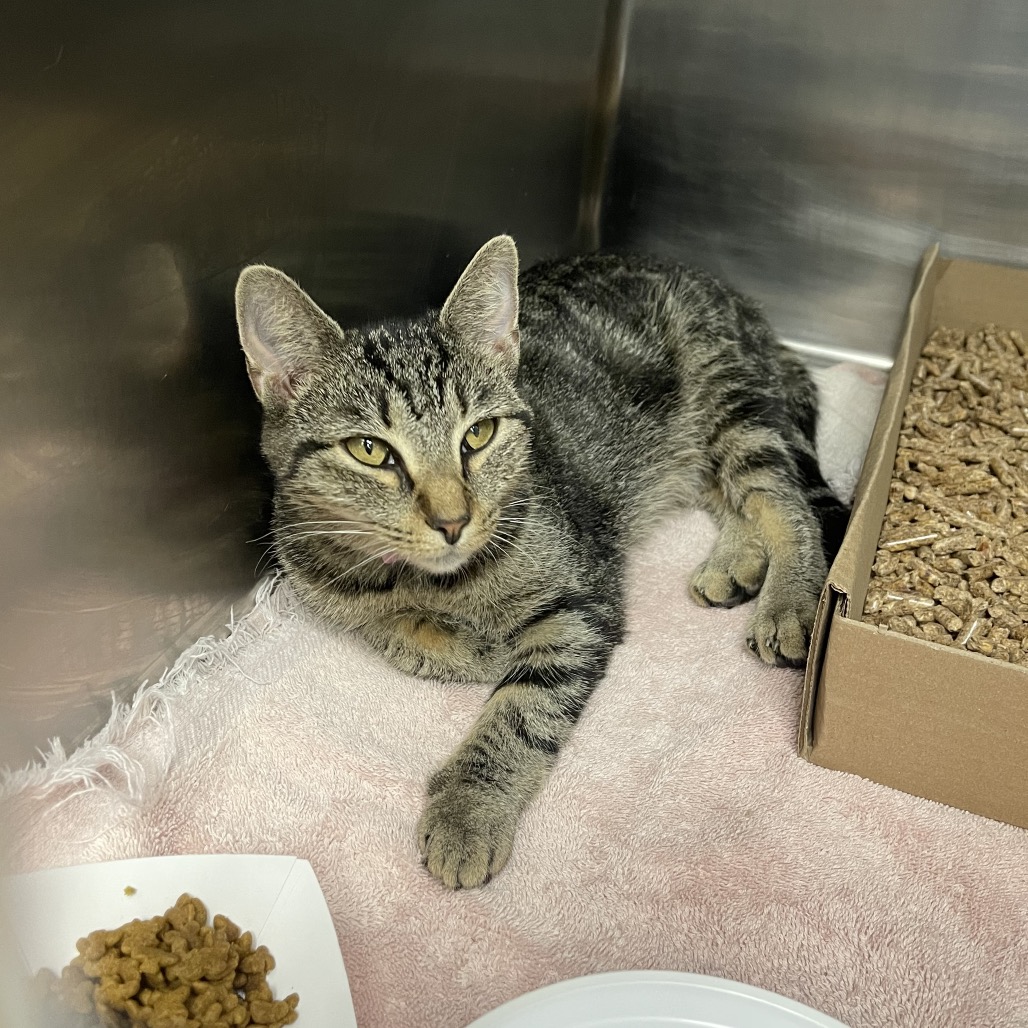 Shelter Stray Unknown Cat last seen , 1244 N Delsea Dr, Vineland, NJ 08360, USA