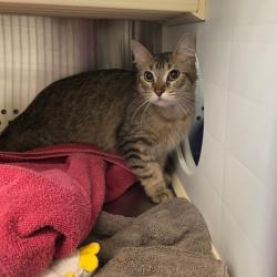 Shelter Stray Female Cat last seen , 3428 S Jenkins Ave, Norman, OK 73072, USA