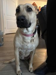 Found/Stray Female Dog last seen Main St & Bradley, Colorado Springs, CO 80911