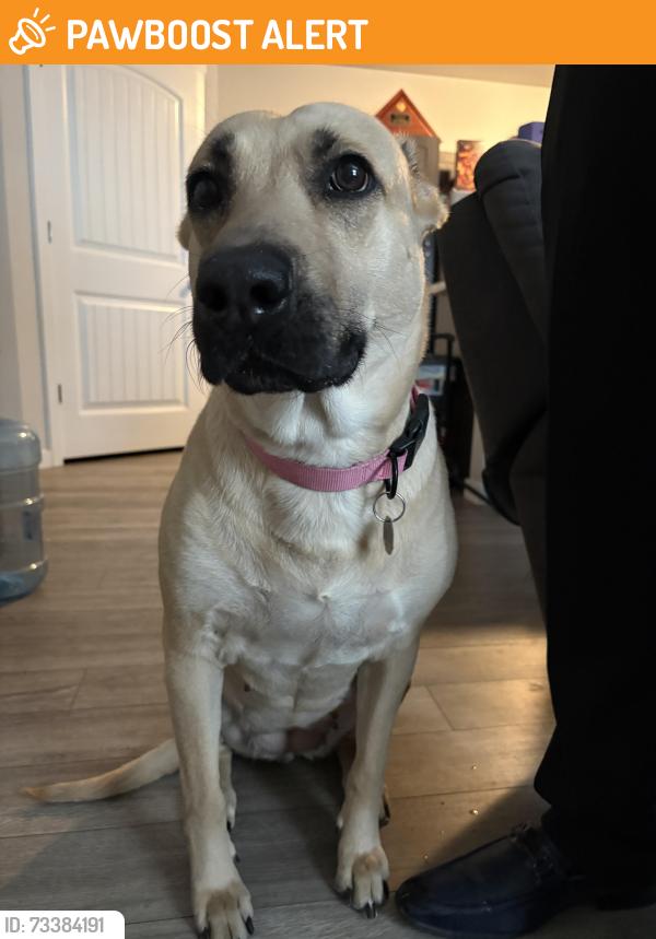 Found/Stray Female Dog last seen Main St & Bradley, Colorado Springs, CO 80911