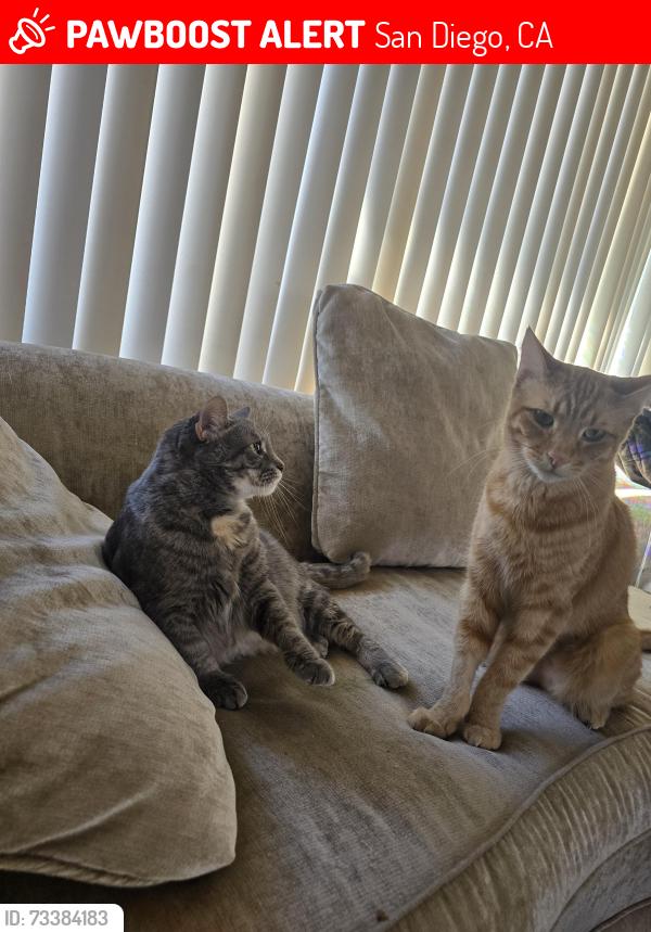 Lost Male Cat last seen Clairemont Mesa Blvd, San Diego, CA 92123