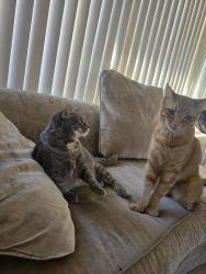 Lost Male Cat last seen Clairemont Mesa Blvd, San Diego, CA 92123