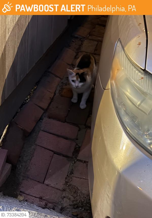 Found/Stray Unknown Cat last seen 11th and Waverly, Philadelphia, PA 19107