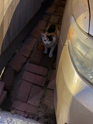 Found/Stray Unknown Cat last seen 11th and Waverly, Philadelphia, PA 19107