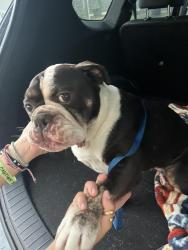 Found/Stray Female Dog last seen Near harbor heights, Orlando, FL 32835