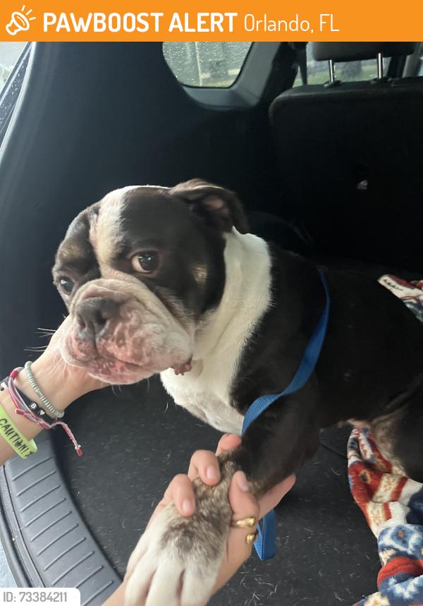 Found/Stray Female Dog last seen Near harbor heights, Orlando, FL 32835