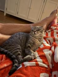 Lost Female Cat last seen Holly Lane and Wason Rd Hudson, Hudson, NH 03051