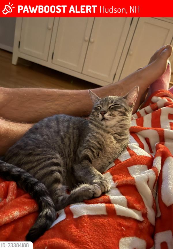 Lost Female Cat last seen Holly Lane and Wason Rd Hudson, Hudson, NH 03051