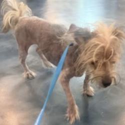 Lost Male Dog last seen 9 mile and telegraph, Southfield, MI 48033