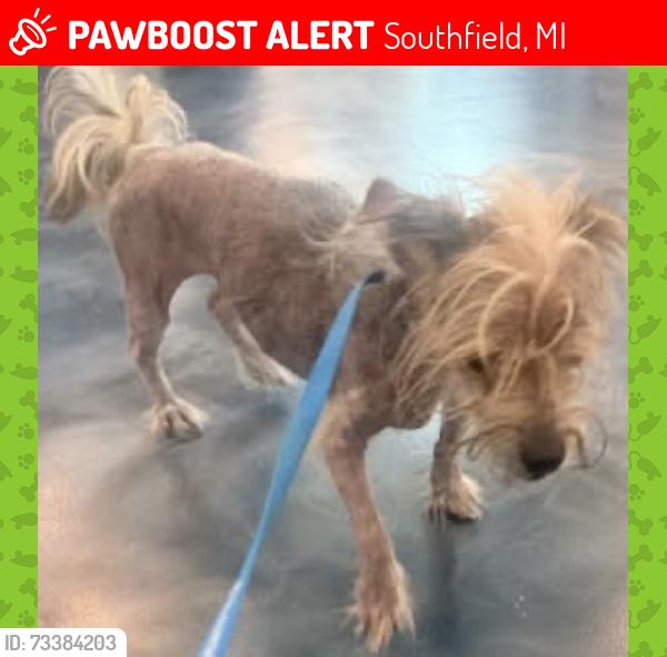 Lost Male Dog last seen 9 mile and telegraph, Southfield, MI 48033