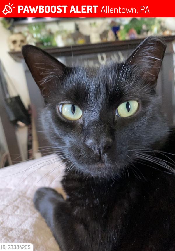 Lost Female Cat last seen 13th Street & W Tremont St, Allentown, PA 18102