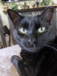 Lost Female Cat last seen 13th Street & W Tremont St, Allentown, PA 18102