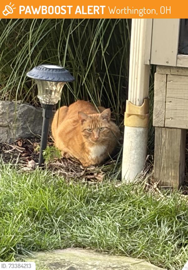 Found/Stray Unknown Cat last seen Wilson hill school, Worthington, OH 43085