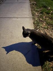 Found/Stray Unknown Cat last seen Near P.S. 79, Queens, NY 11357