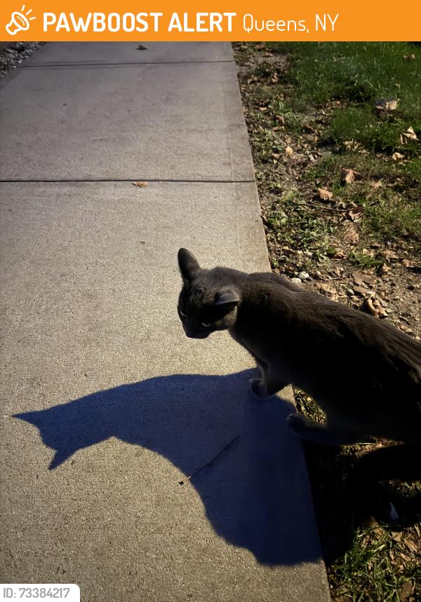 Found/Stray Unknown Cat last seen Near P.S. 79, Queens, NY 11357