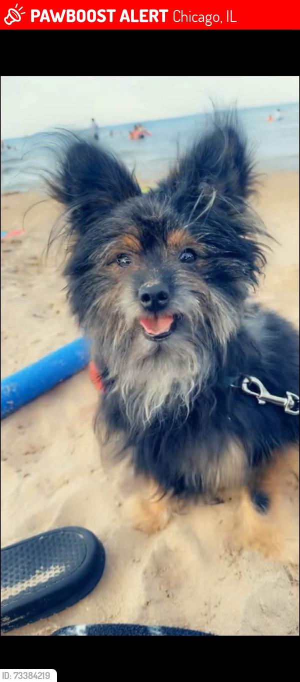 Lost Male Dog last seen 56th & Carpenter, Chicago, IL 60621