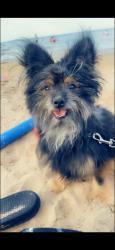 Lost Male Dog last seen 56th & Carpenter, Chicago, IL 60621