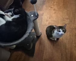 Lost Male Cat last seen Tanglewood between Monroe and Washington, Commerce, TX 75428