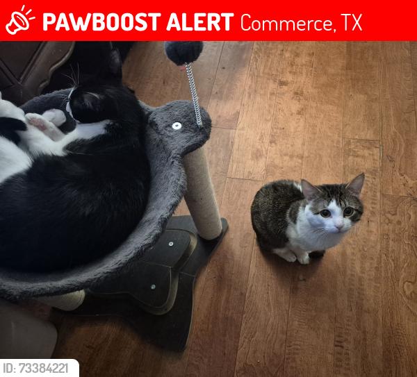 Lost Male Cat last seen Tanglewood between Monroe and Washington, Commerce, TX 75428