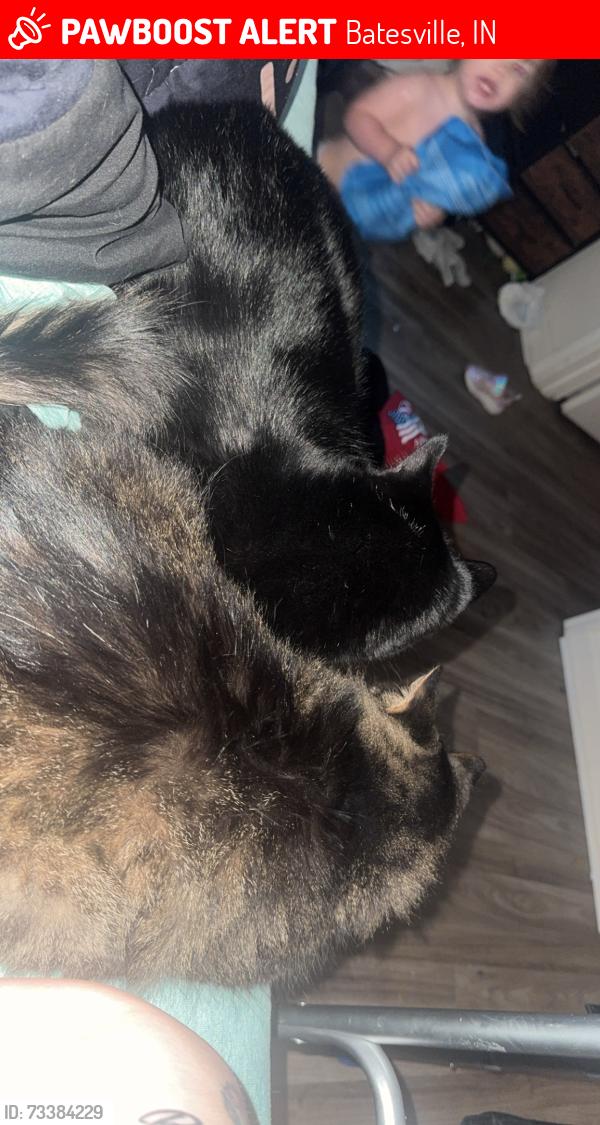 Lost Male Cat last seen Canterbury apts, Batesville, IN 47006