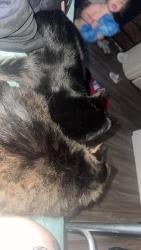 Lost Male Cat last seen Canterbury apts, Batesville, IN 47006