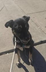 Found/Stray Male Dog last seen Near block of El Segundo Blvd, Hawthorne, CA 90250
