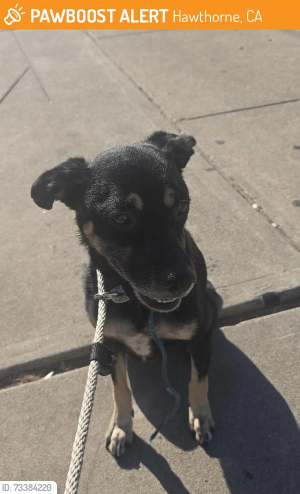 Found/Stray Male Dog last seen Near block of El Segundo Blvd, Hawthorne, CA 90250