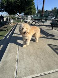 Reunited Female Dog last seen Cartwright and Hatteras, Los Angeles, CA 91601