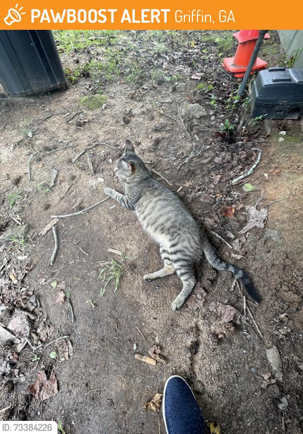 Found/Stray Female Cat last seen Landmark apmts, Griffin, GA 30223