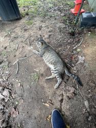 Found/Stray Female Cat last seen Landmark apmts, Griffin, GA 30223
