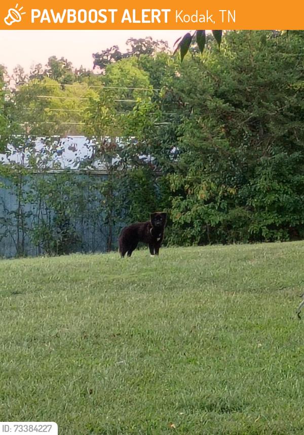 Found/Stray Unknown Dog last seen Off of Piney Road, Kodak, TN 37764
