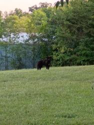 Found/Stray Unknown Dog last seen Off of Piney Road, Kodak, TN 37764