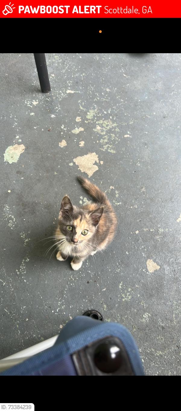 Lost Female Cat last seen Proctor avenue, Scottdale, GA 30079
