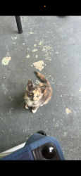 Lost Female Cat last seen Proctor avenue, Scottdale, GA 30079