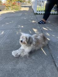 Found/Stray Unknown Dog last seen Civic Center St, Richmond, CA 94804