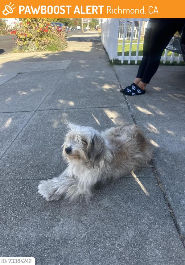 Found/Stray Unknown Dog last seen Civic Center St, Richmond, CA 94804