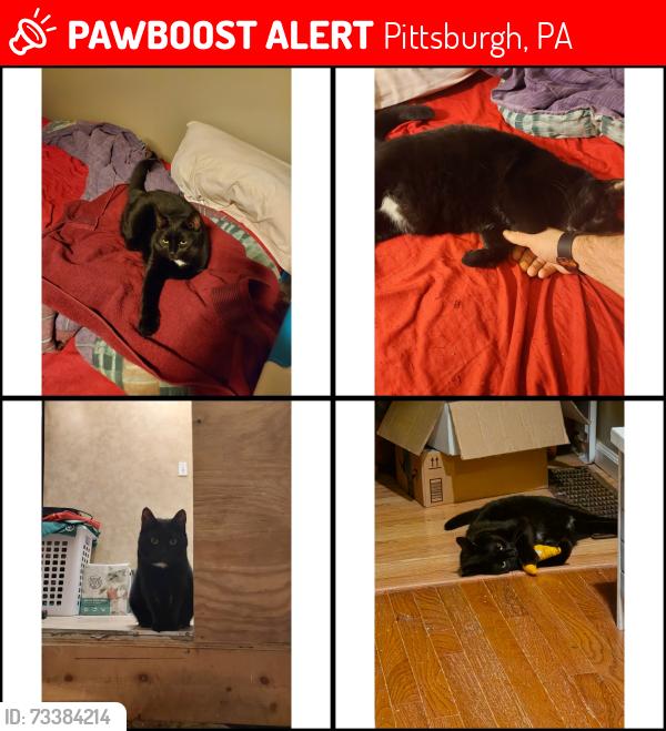 Lost Female Cat last seen hse between Voskamp St. and Welser Way, Pittsburgh, PA 15212