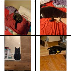 Lost Female Cat last seen hse between Voskamp St. and Welser Way, Pittsburgh, PA 15212