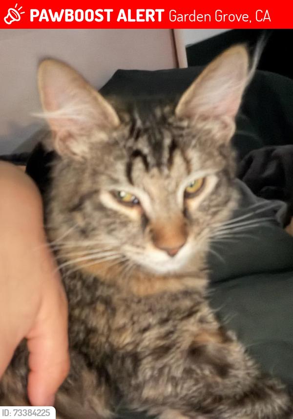 Lost Female Cat last seen ROXEY DR AND RANCHERO WAY, Garden Grove, CA 92843