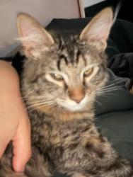 Lost Female Cat last seen ROXEY DR AND RANCHERO WAY, Garden Grove, CA 92843