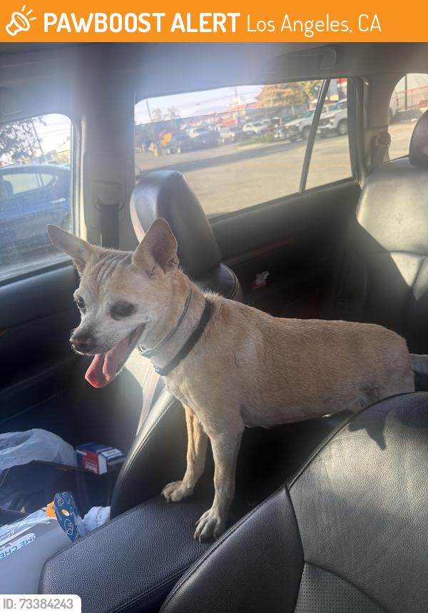 Found/Stray Male Dog last seen Near the autozone, Los Angeles, CA 91331