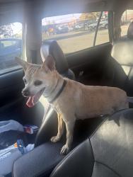 Found/Stray Male Dog last seen Near the autozone, Los Angeles, CA 91331