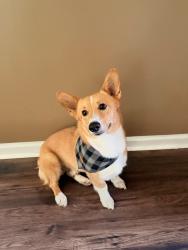 Lost Male Dog last seen Dexter Rd, Cordova, TN 38018