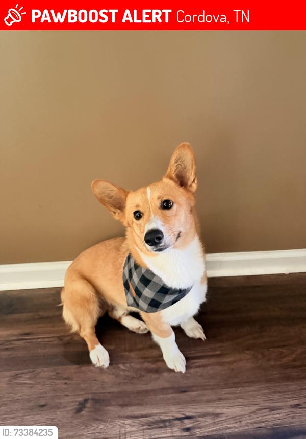 Lost Male Dog last seen Dexter Rd, Cordova, TN 38018