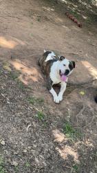 Lost Female Dog last seen Near ruhamah road liberty sc 29657, Liberty, SC 29657