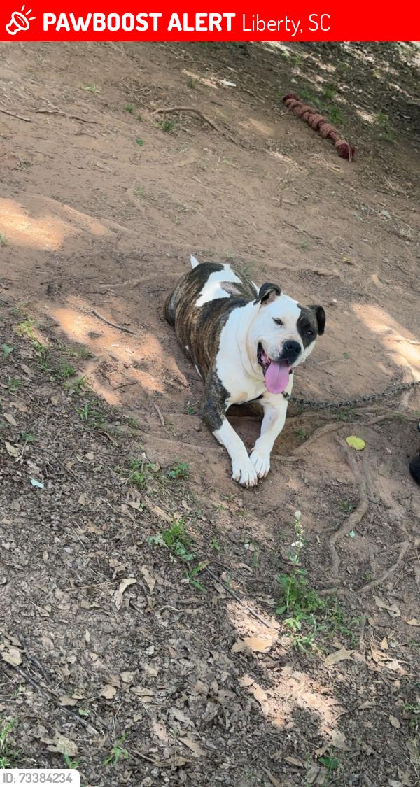 Lost Female Dog last seen Near ruhamah road liberty sc 29657, Liberty, SC 29657
