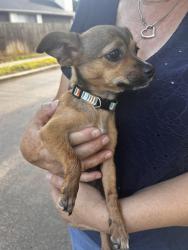 Found/Stray Unknown Dog last seen Millvan Dr, Houston, TX 77070