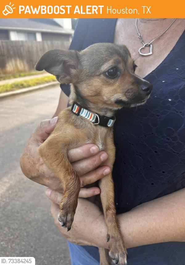 Found/Stray Unknown Dog last seen Millvan Dr, Houston, TX 77070