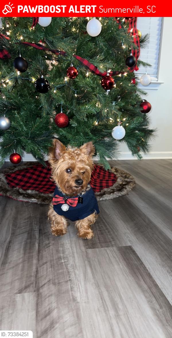 Lost Male Dog last seen Hwy 78, Summerville, SC 29483